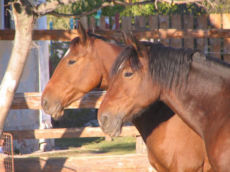 Dva hnedé kone vo výbehu