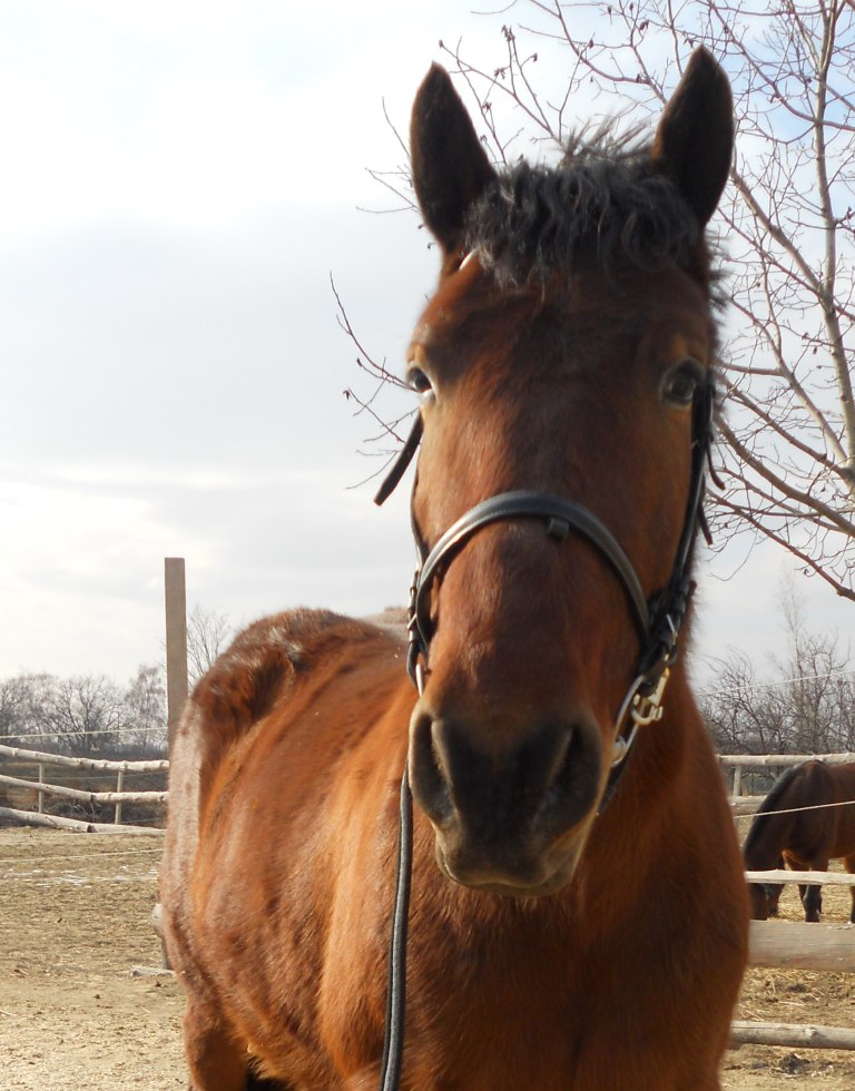 Portrét hnedého koňa